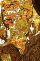 oud eik boom takken in herfst seizoen foto