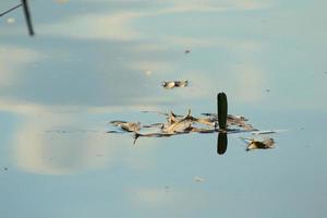 geel blad drijvend Aan water in de buurt de rivier- stroom foto