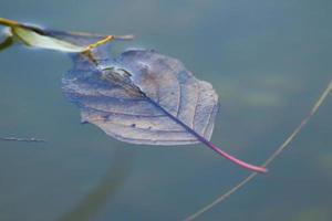 geel blad drijvend Aan water in de buurt de rivier- stroom foto
