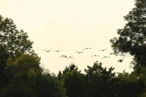 kudde van wild ganzen silhouet Aan een zonsondergang lucht foto