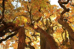 oud eik boom takken in herfst seizoen in de park foto