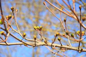 takje van een boom met vers ontrafeld bloemknoppen foto