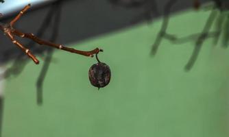 verrot en overrijp appel fruit Aan een Afdeling in winter. niet geoogst in tijd Aan de takken van bomen in de tuin. foto