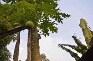 schot Aan papaja boom dat bears fruit foto