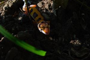 luipaard gekko spelen in de tuin. oranje luipaard gekko. gedomesticeerd reptiel. foto