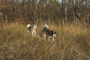 Siberisch husky's wandelen door hoog droog gras toneel- fotografie foto