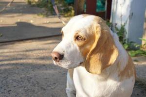 hond wachtte voor de eigenaar in voorkant van de huis. foto