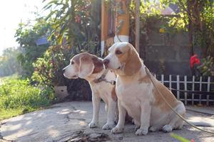 hond wachtte voor de eigenaar in voorkant van de huis. foto