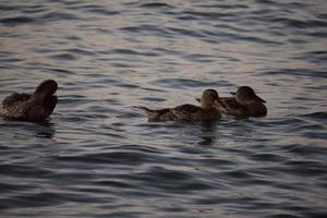 eenden zwemmen in water foto