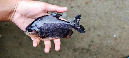 ikan bawal of zwart pomfret. Mens Holding een aanzienlijk parastromaat Niger, klaar naar worden gekookt. foto