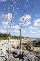 groots Bahama eiland kustlijn droog bomen foto