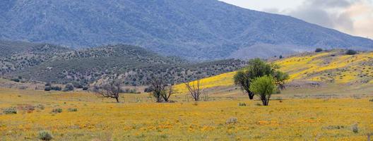 panoramisch visie van toneel- landschap in Californië, bomen in de midden- van wilde bloemen weide foto