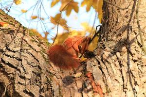 portret van Euraziatisch rood eekhoorn beklimming Aan boom in de park foto