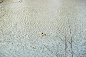 mannetje wilde eend eend in de water in de buurt Donau rivier- foto
