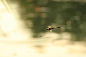 een zwervend zweefvliegtuig libel in vlucht in de buurt de water foto