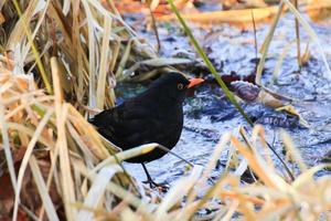 een mannetje merel turdus merula op zoek voor voedsel Aan de grond foto