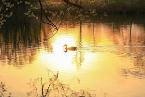 wild eend zwemmen Aan een gouden meer terwijl zonsondergang is reflecterend in de water. minimalistisch afbeelding met silhouet van de water vogel. foto