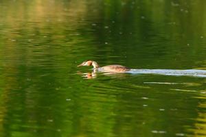 Super goed kuif- fuut vogel drijvend Aan de Donau rivier- foto