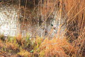 paar- van wilde eenden Aan de water in een moeras in herfst tijd foto
