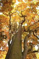 oud eik boom takken in herfst seizoen in de park foto