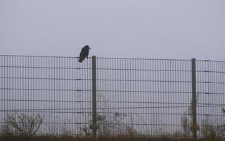 kraai zittend Aan de hek in mist in de stad foto