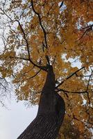 herfst bomen en bladeren met kleurrijk gebladerte in de park. foto