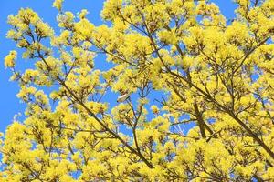 gemeenschappelijk vink zit Aan een geel boom. mooi zangvogel gemeenschappelijk vink in dieren in het wild. bodem naar top visie foto