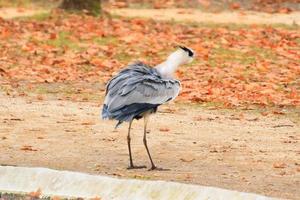 grijs reiger in de buurt een vijver in herfst seizoen foto