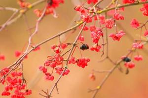 rood en oranje bessen Aan een boom in winter foto