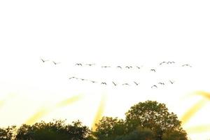 kudde van wild ganzen silhouet Aan een zonsondergang lucht foto
