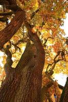 oud eik boom takken in herfst seizoen in de park foto