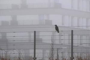 kraai zittend Aan de hek in mist in de stad foto