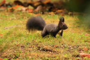 Europese rood eekhoorn aan het eten noten in de park foto