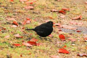 een mannetje merel turdus merula op zoek voor voedsel Aan de grond foto