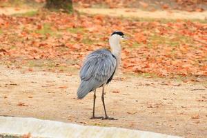 grijs reiger in de buurt een vijver in herfst seizoen foto