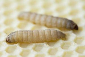 de groter was- mot galleria mellonella foto