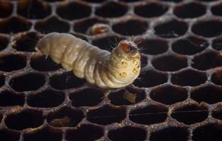 de groter was- mot galleria mellonella foto