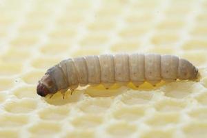 de groter was- mot galleria mellonella foto