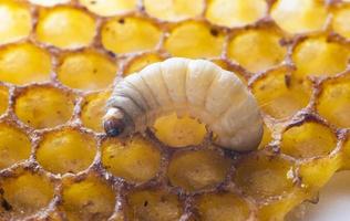 de groter was- mot galleria mellonella foto