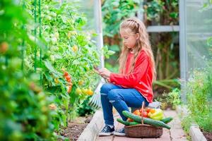 weinig meisje verzamelen Bijsnijden komkommers en tomaten in serre. tijd naar oogst. groot mand vol van groenten foto