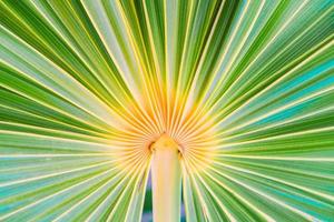 lijnen en texturen van groen palm bladeren Bij exotisch eiland foto