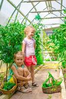 schattig weinig meisjes verzamelen Bijsnijden komkommers in de kas foto