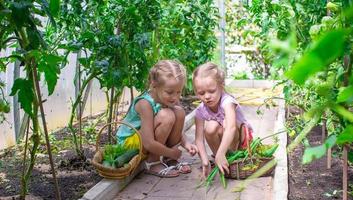 schattig weinig meisjes verzamelen Bijsnijden komkommers in de kas foto