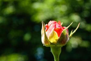 bloeiend zomer roos in knop foto