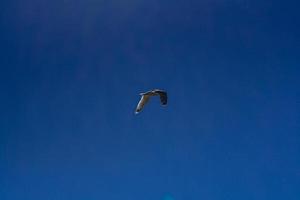 meeuw vliegend in blauw lucht foto