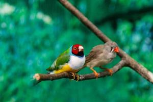 mooi vogelstand Guldova amadina erythrura gouldiae zittend Aan een Afdeling foto