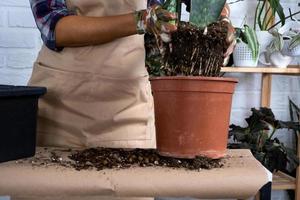 een aarden brok van een ingemaakt fabriek met gezond wortels. verplanten en zorgzaam voor een huis plant, wortelstok, wortel rot foto