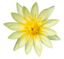 geel lotus bloem geïsoleerd Aan wit met knipsel pad foto