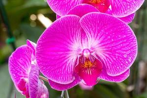 roze phalaenopsis orchidee bloem foto