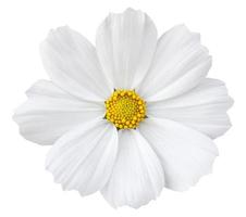 wit kosmos bloem geïsoleerd Aan wit met knipsel pad foto